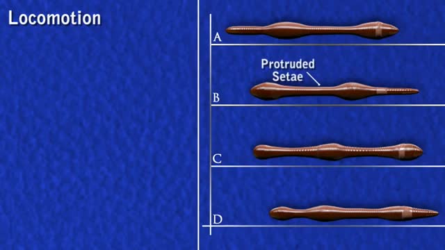 Earthworm- movement - hydrostatic skeleton_Cut