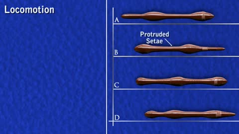 Earthworm- movement - hydrostatic skeleton_Cut