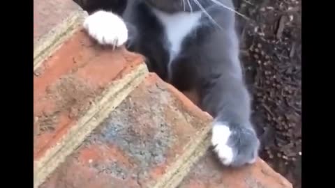 Funny cat