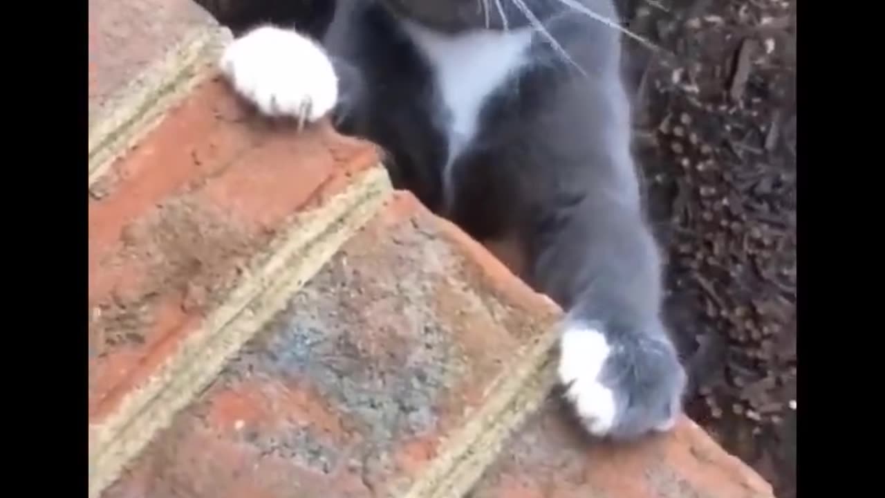 Funny cat