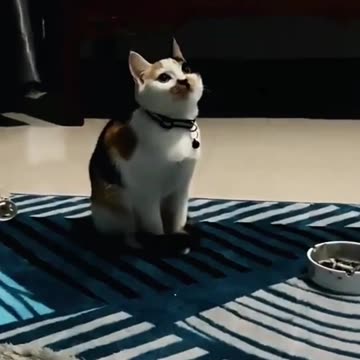 Facial Expressions of Cats in Love