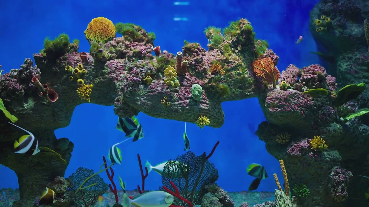 Exploring the Wonders of Ocean Ecosystem || EcoVentures