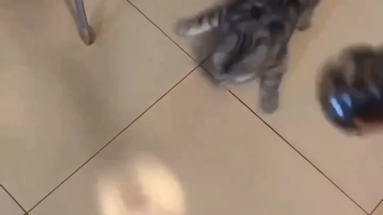 Funny animals cat running on the floor 😁 # || sudden 😨