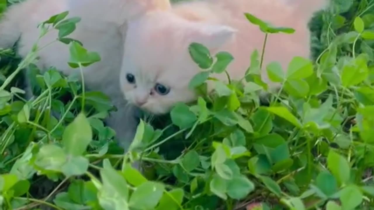 Cat incredibly packs her toys in owner's suitcase