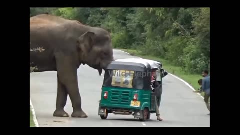 Wild elephant attack