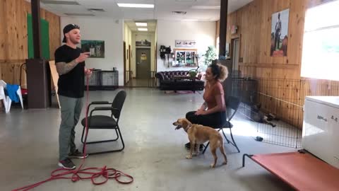 Leash reactive dog training- Dog reactivity training #dogtraining #aggressivedogtraining