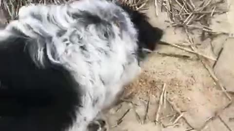 Dog Encounters Yellow Crab While Digging Sand