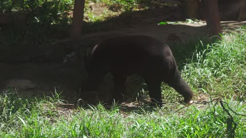 A brown bear drinking water