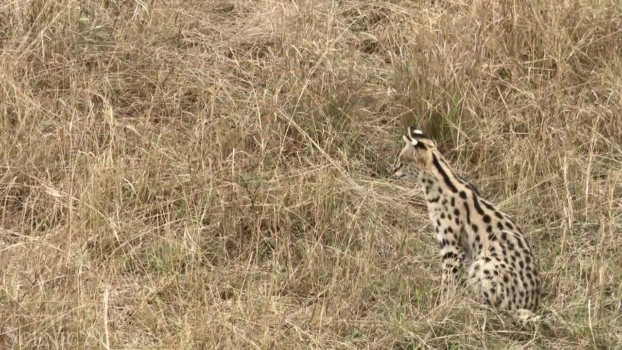 African safari park