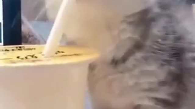 Cute Cats #Shorts Funny video #shorts