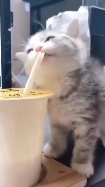 Cute Cats #Shorts Funny video #shorts