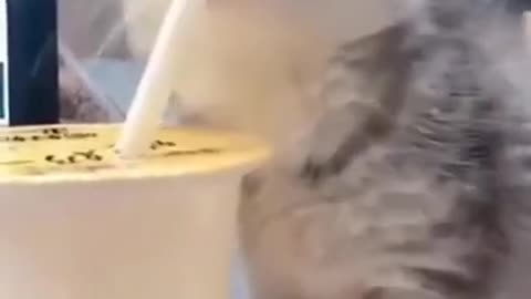 Cute Cats #Shorts Funny video #shorts