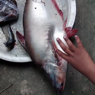 GIANT CATFISH #OMG #SHORT