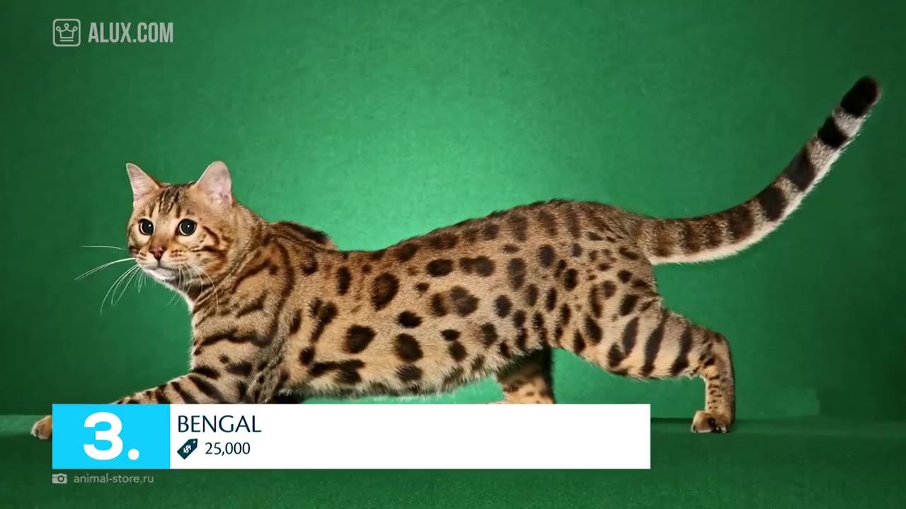 Top 10 Most Expensive Cat Breeds In The World --- RichRays.com