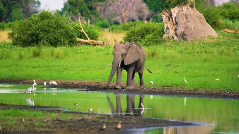 002. 8K Wild Animals of Okavango Delta Area, Botswana - 7 Hours - Part #2