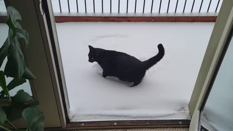 Snowcat