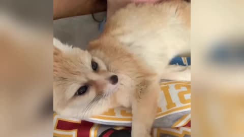 #A lovely beautiful fox baby 😍😘