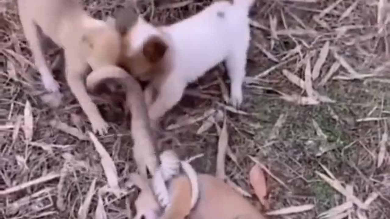 Cute dog fighting video