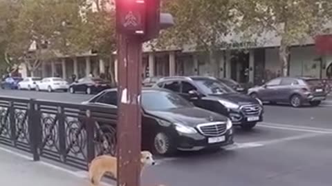 funny animal video 2024