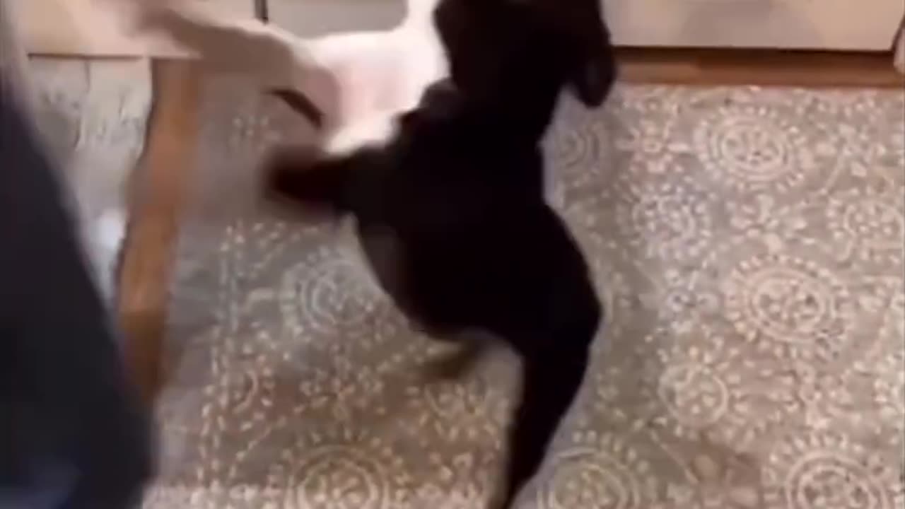 Try Not To Laugh Funny Animals, Dogs Funniest Video You Must See