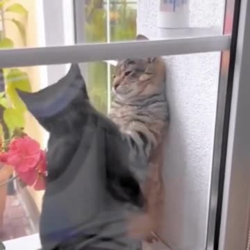 cute animals #shorts