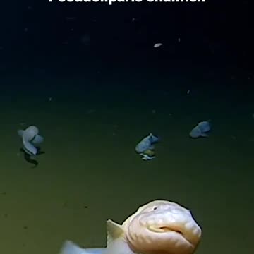 Pseudoliparis belyaevi