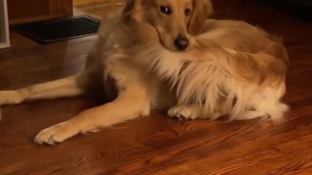 Golden Retriever finally got it