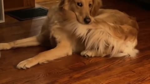 Golden Retriever finally got it