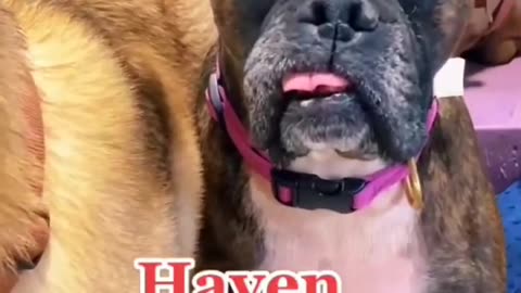 CUTE Dog