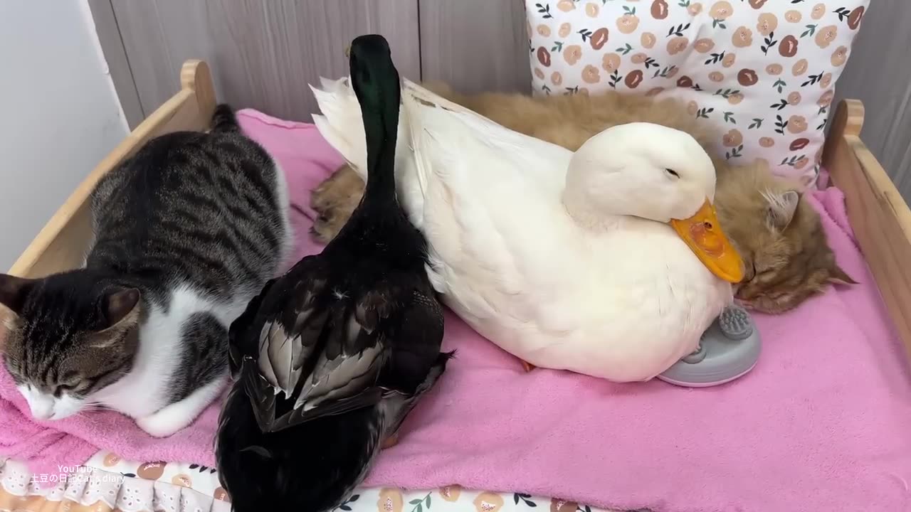 Makes you laugh🤣! The duck wants to take the cat's massager for himself. So funny and cute animal