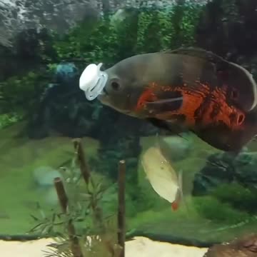 Let's check this very fishy 🥳