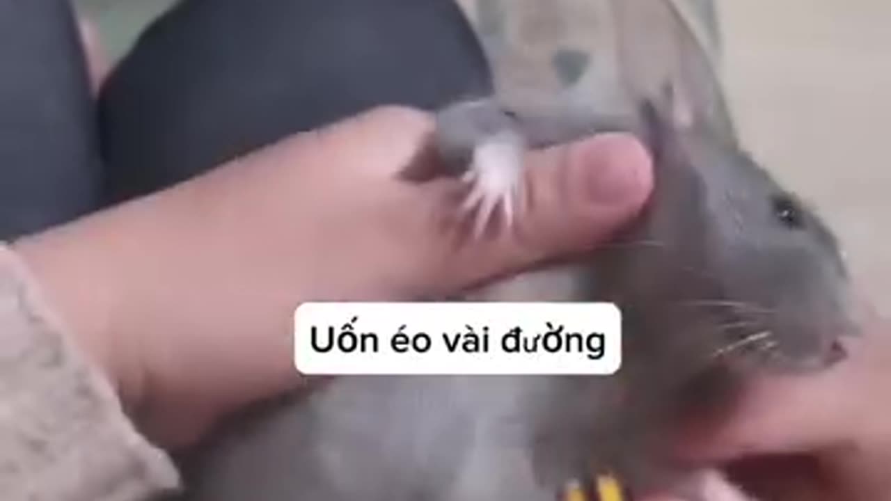 MOUSE DANCE VIDEO