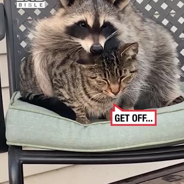 Raccoon and Cat are Best Cuddle Buddies
