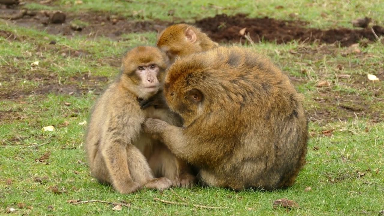 MONKEY CARING HER CHILD