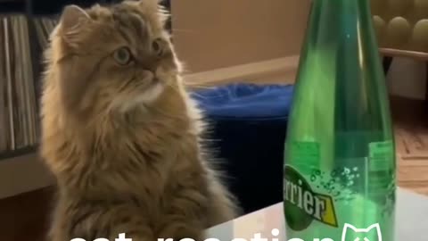 Funny animal