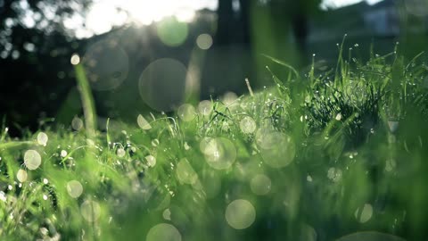 grass-dew-field-fog-morning