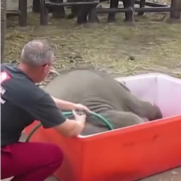 animal fails, keep on smiling