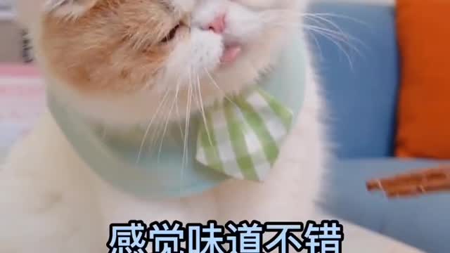 Unexpectedly, there are instant noodles for pets