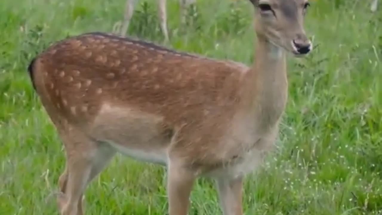 Deer🦌HD video status