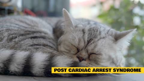 Cardiac arrest in cats! Symptoms & Treatment