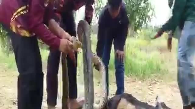 A huge python is trying to eat a Sheep