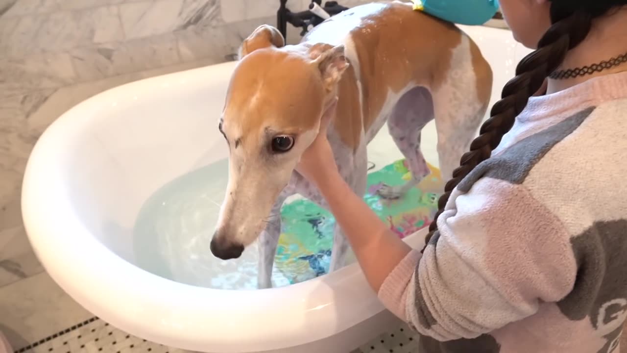 yt1s.com - Bunnys First Bath_1080p