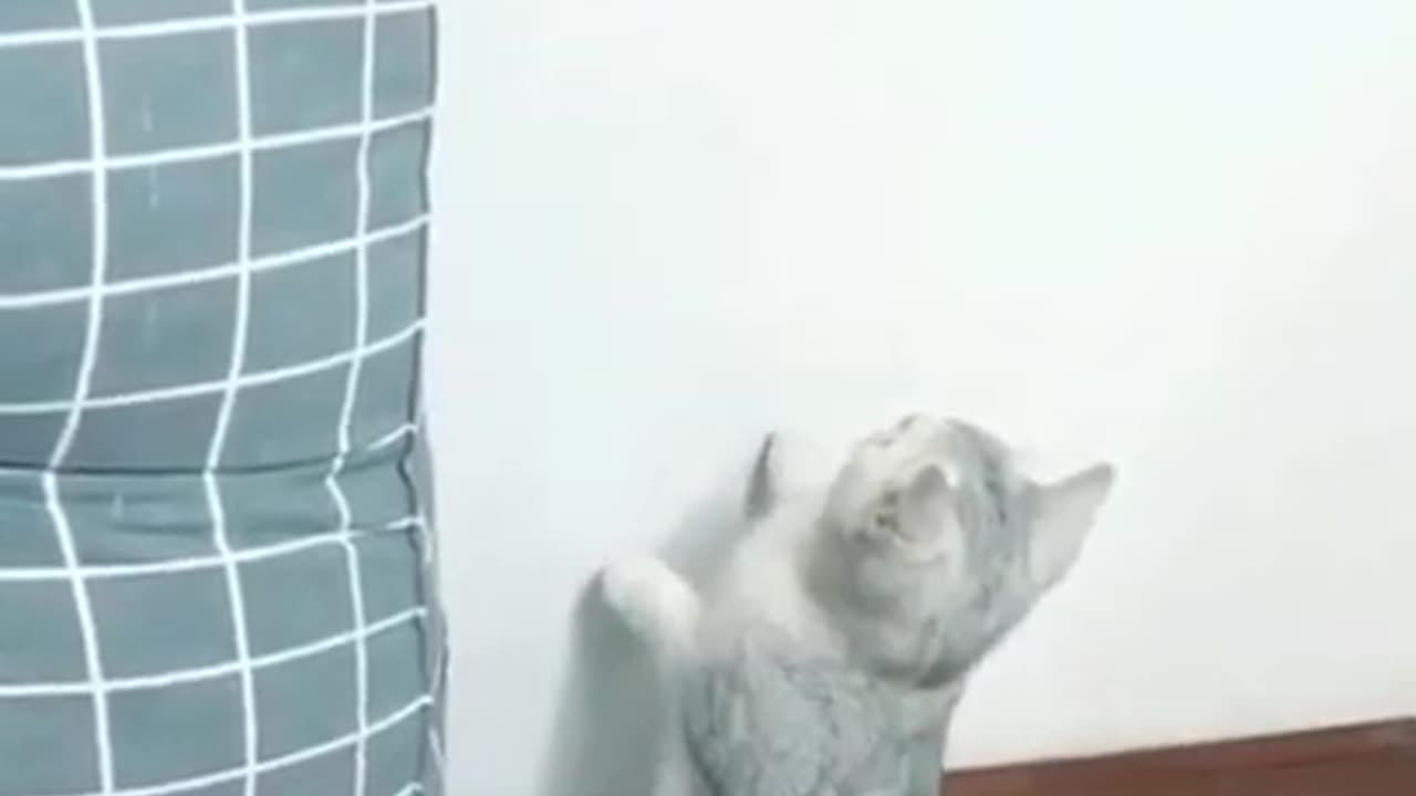 funny cat reaction #139 cat vs parrot#shorts