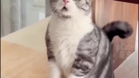 Crazy cat