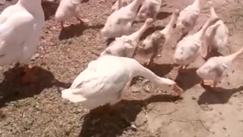 Duck family