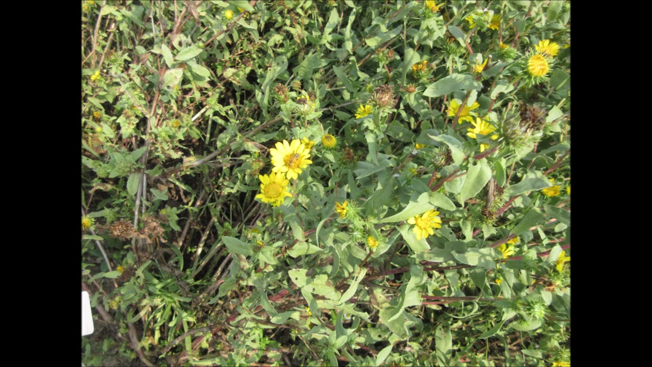 Inhaled As A Smudge Gumweed July 2022