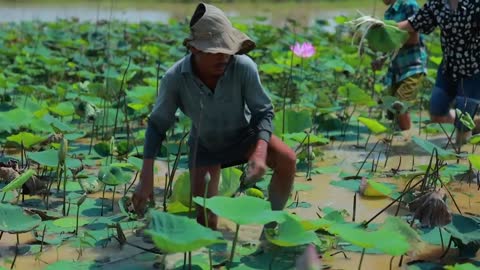 Harvest Lotus root and pick fruit for cooking