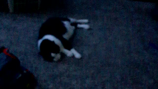My cat is as active as he can be