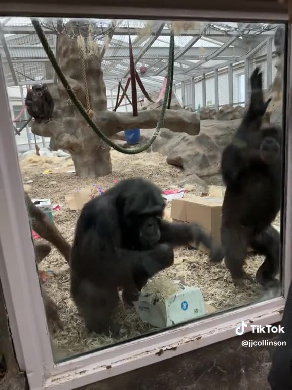 Chimp Response To Artificial Limbs