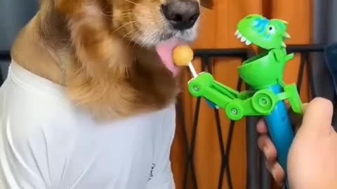 Dog Just because funny dog videos